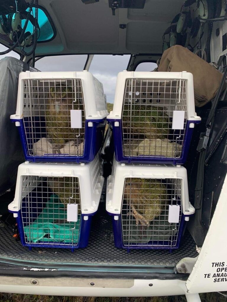 Image of four Kakpoa in cages, inside a helicopter.